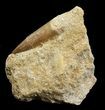 Bargain Fossil Plesiosaur Tooth In Matrix #44846-2